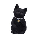 NEMESIS NOW CATTITUDE 16.5CM 801269142896