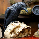 NEMESIS NOW RAVENS REMAINS 13CM 801269080068