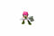 P.M.I. SONIC PRIME- 8 PACK - 2 RARE HIDDEN CHARACTERS 6,5CM [ASSORTED] (S1) - DAMAGED BOX 3200000004382