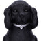 NEMESIS NOW THREE WISE LABRADORS 8.5CM 801269146108