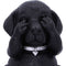 NEMESIS NOW THREE WISE LABRADORS 8.5CM 801269146108