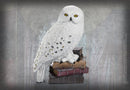 NOBLE COLLECTION - HARRY POTTER - MAGICAL CREATURES - HEDWIG 849421003364